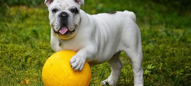 Cute dog with a yellow ball