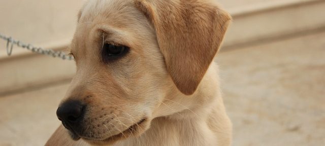 small golden labrador retriever on a silver chain looking to the left